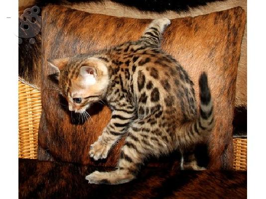 PoulaTo: Bengal kitten looking for new home